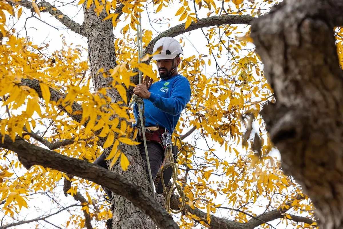 Skilled Tree Trimming crew working in Rockfield